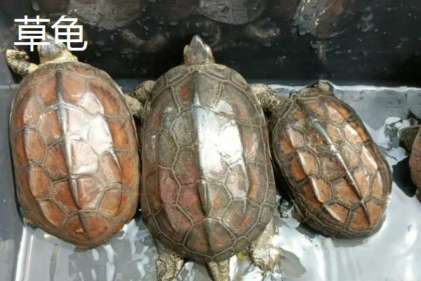 乌龟会不会咬人,性情温顺的品种不会做出咬人行为
