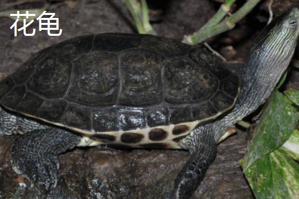 乌龟会不会咬人,性情温顺的品种不会做出咬人行为