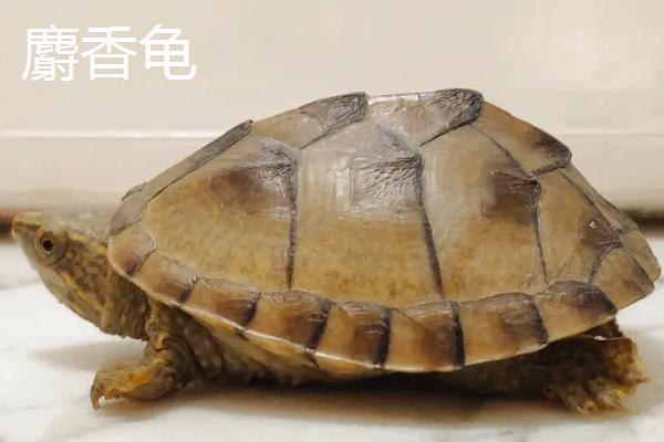 乌龟会不会咬人,性情温顺的品种不会做出咬人行为