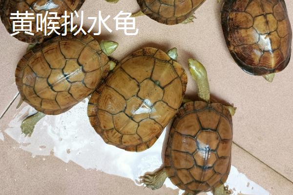 乌龟会不会咬人,性情温顺的品种不会做出咬人行为