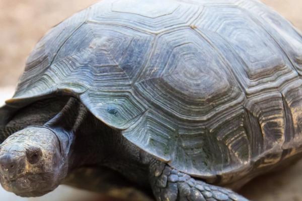 乌龟会不会咬人,性情温顺的品种不会做出咬人行为