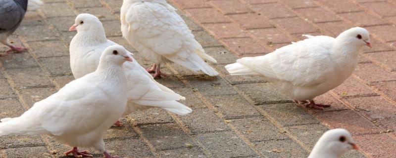 鸽子水便绿便吃什么药