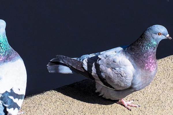 鸽子水便绿便吃什么药,需对症下药