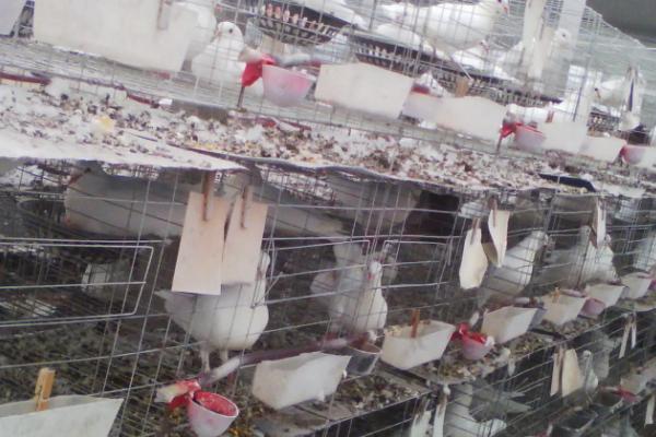 鸽子水便绿便吃什么药,需对症下药