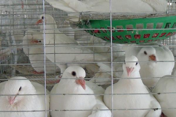 鸽子水便绿便吃什么药,需对症下药