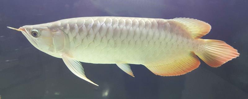 龙鱼为何会患上蒙眼病