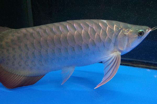 龙鱼为何会患上蒙眼病,可能是水质差、被细菌侵染等原因所导致