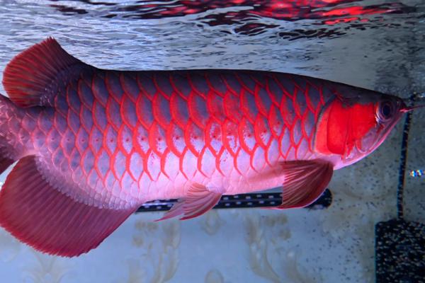 龙鱼为何会患上蒙眼病,可能是水质差、被细菌侵染等原因所导致