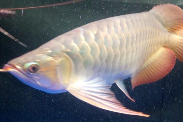 龙鱼为何会患上蒙眼病,可能是水质差、被细菌侵染等原因所导致