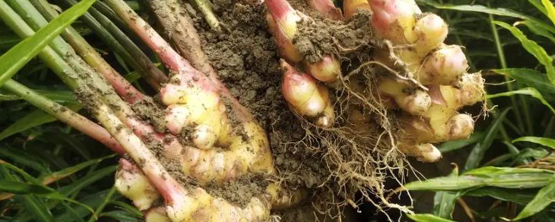 大姜钻心虫用什么药治疗