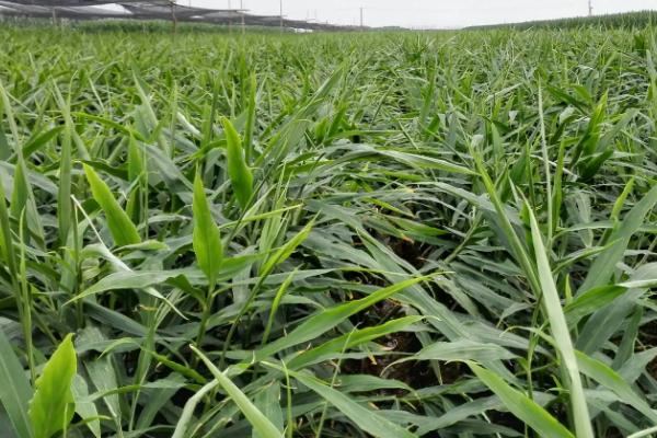 大姜钻心虫用什么药治疗,虫情严重可轮换多次喷药