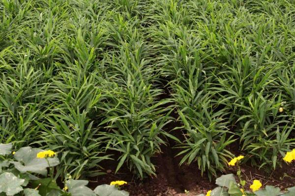 大姜钻心虫用什么药治疗,虫情严重可轮换多次喷药