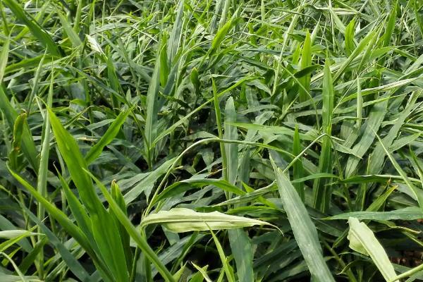 大姜钻心虫用什么药治疗,虫情严重可轮换多次喷药