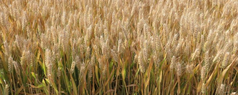 小麦全蚀病防治方法