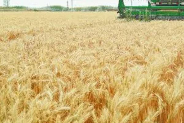 小麦全蚀病防治方法,坚持五改来防治