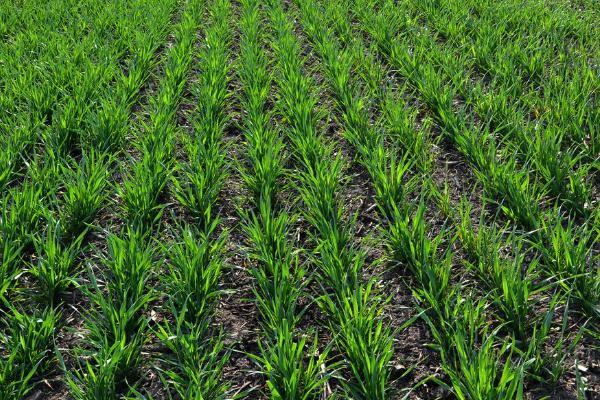 小麦全蚀病防治方法,坚持五改来防治