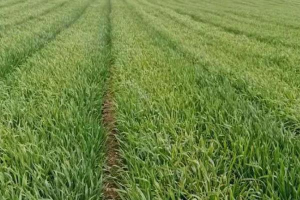 小麦何时拔节,可通过剥查麦苗主茎基部节间是否拔长来判断