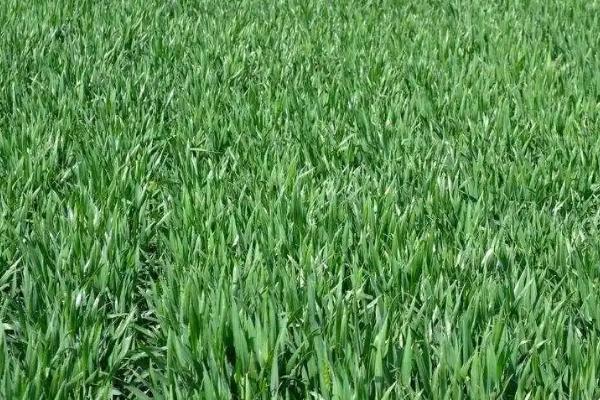 小麦何时拔节,可通过剥查麦苗主茎基部节间是否拔长来判断