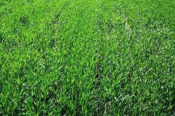 小麦何时拔节,可通过剥查麦苗主茎基部节间是否拔长来判断