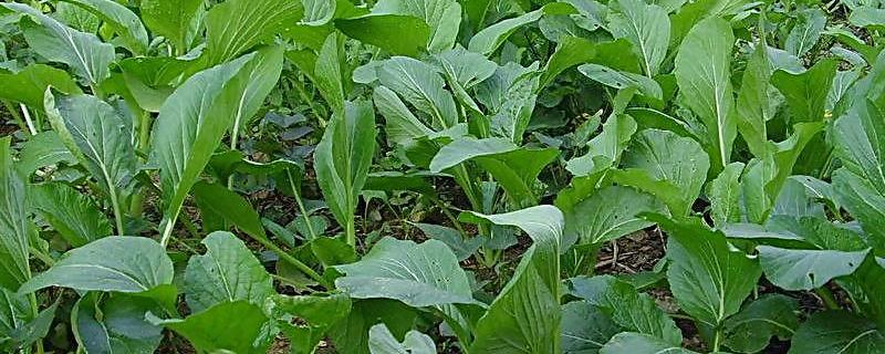 乳油型农药怎么使用