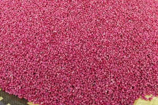 乳油型农药怎么使用,拌种具有杀菌效果