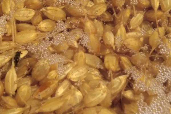 乳油型农药怎么使用,拌种具有杀菌效果