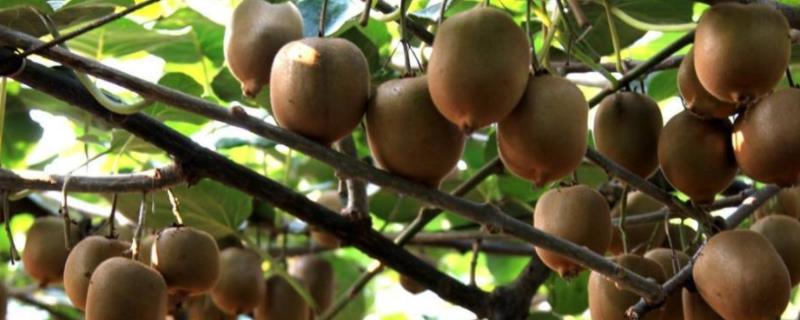 果树选农药注意事项