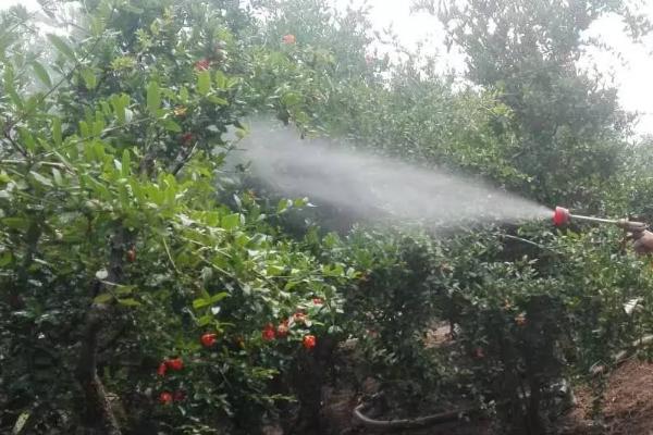 果树选农药注意事项,正确选购合理使用