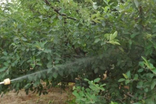 果树选农药注意事项,正确选购合理使用