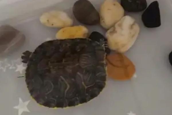 乌龟睡觉时什么样子，会停止活动