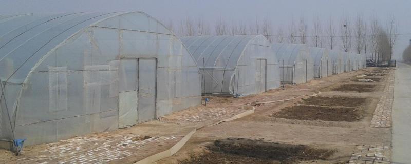 无土栽培蔬菜的成本