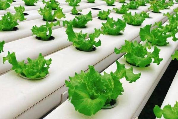 无土栽培蔬菜的成本,搭建毛竹大棚每亩只需5000-6000元左右