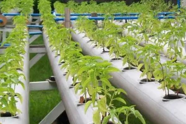 无土栽培蔬菜的成本,搭建毛竹大棚每亩只需5000-6000元左右