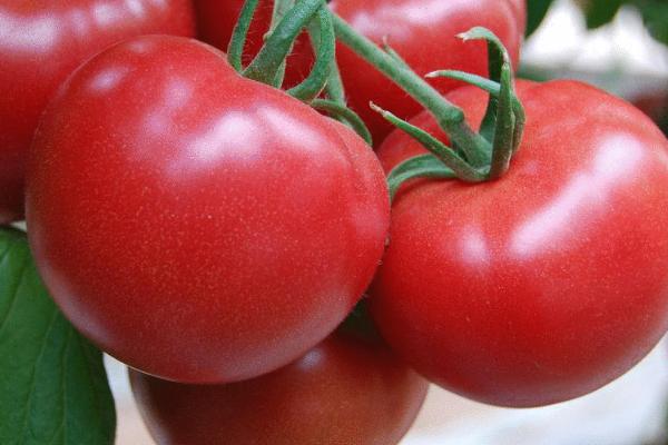 无土栽培蔬菜的成本,搭建毛竹大棚每亩只需5000-6000元左右