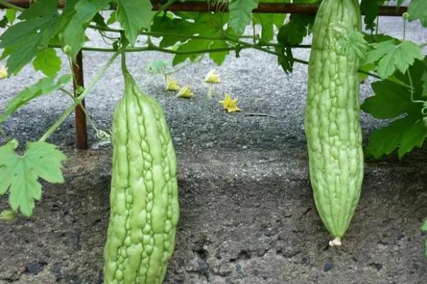 无土栽培蔬菜的成本,搭建毛竹大棚每亩只需5000-6000元左右