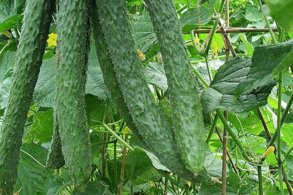 无土栽培蔬菜的成本,搭建毛竹大棚每亩只需5000-6000元左右