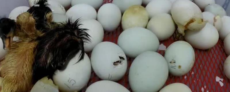 剥壳出血鸭子还能活吗