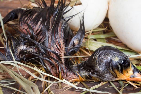 剥壳出血鸭子还能活吗,人工剥壳存活率较低
