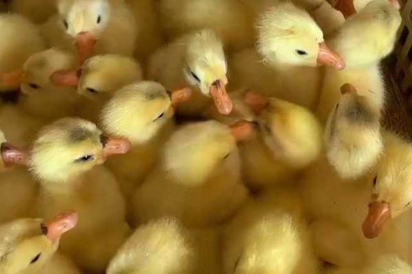 剥壳出血鸭子还能活吗,人工剥壳存活率较低