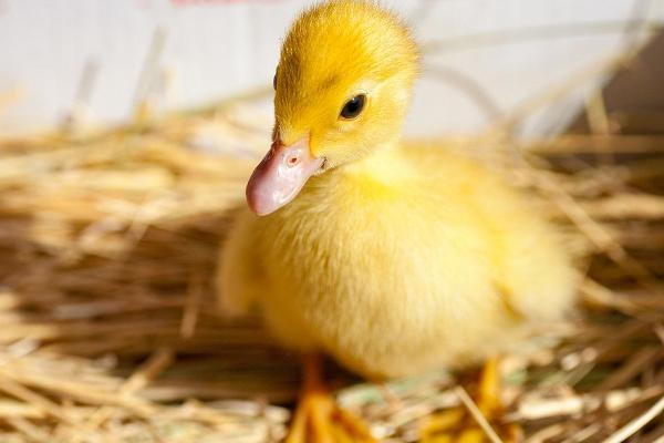 剥壳出血鸭子还能活吗,人工剥壳存活率较低