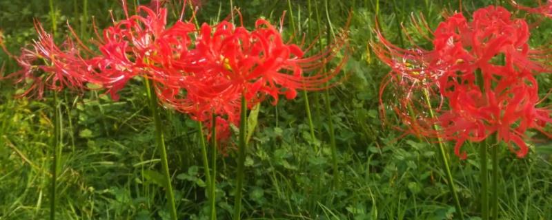 彼岸花怎么施肥