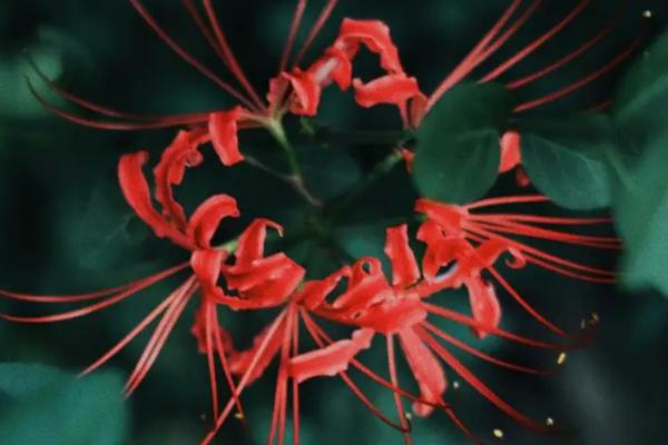 彼岸花怎么施肥,生长期月施一次土杂肥