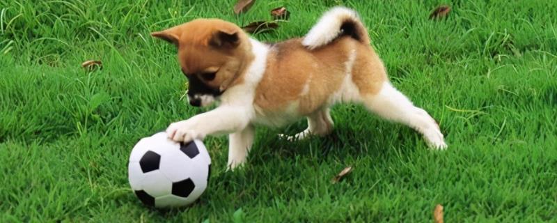 狗拉屎特别臭是怎么回事