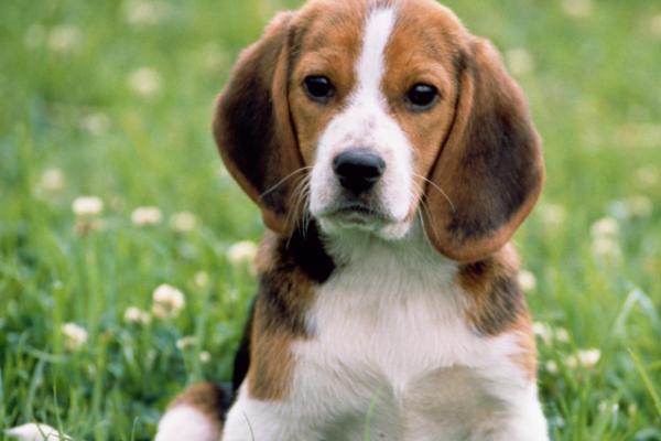 狗拉屎特别臭是怎么回事,饮食不当或便秘都会导致