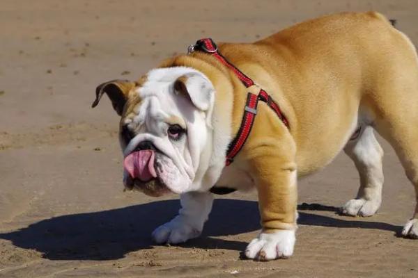 狗拉屎特别臭是怎么回事,饮食不当或便秘都会导致