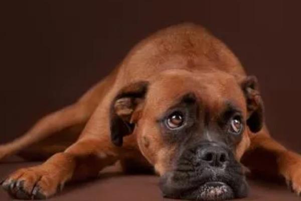 狗拉屎特别臭是怎么回事,饮食不当或便秘都会导致