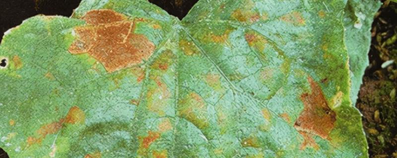 怎么防治黄瓜红粉病