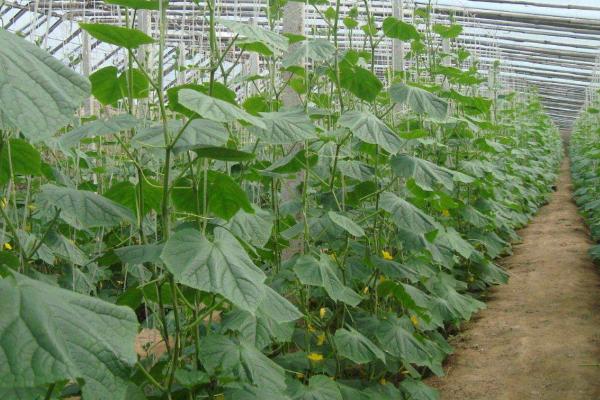 怎么防治黄瓜红粉病,与十字花科作物进行轮作可减轻发病