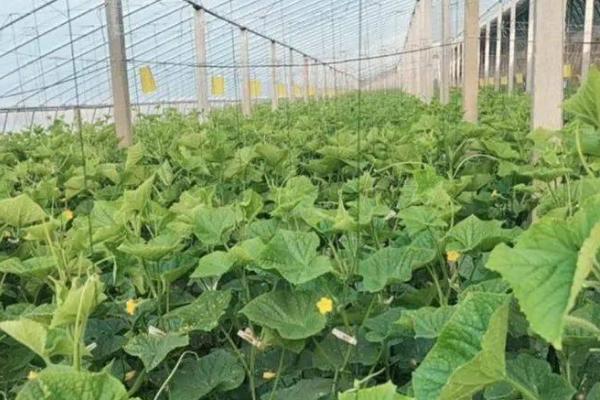 怎么防治黄瓜红粉病,与十字花科作物进行轮作可减轻发病