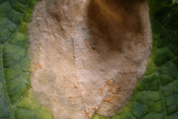 怎么防治黄瓜红粉病,与十字花科作物进行轮作可减轻发病